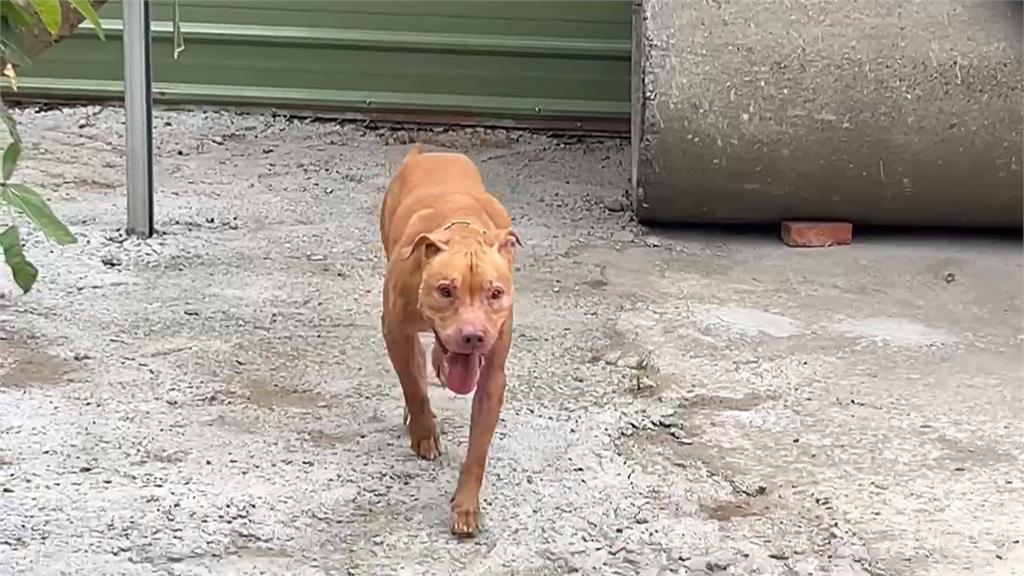 比特犬Lucky兩度跳窗咬傷人! 雲林新飼主接手 花費40萬打造新環境