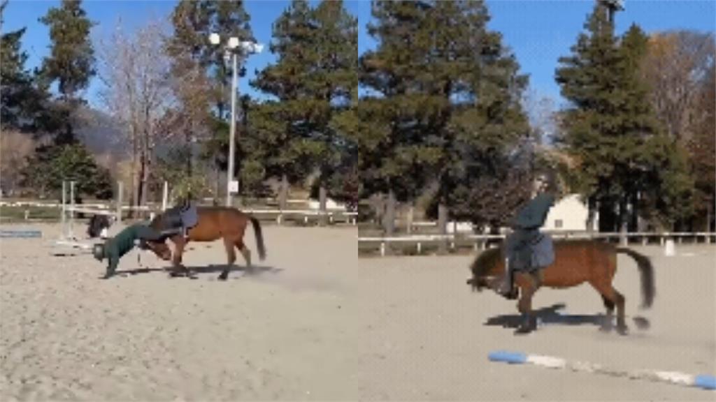 日本驚見「六腳馬」新品種?畫面瘋傳破千萬觀看…台日網友崩潰:笑到眼淚噴出來