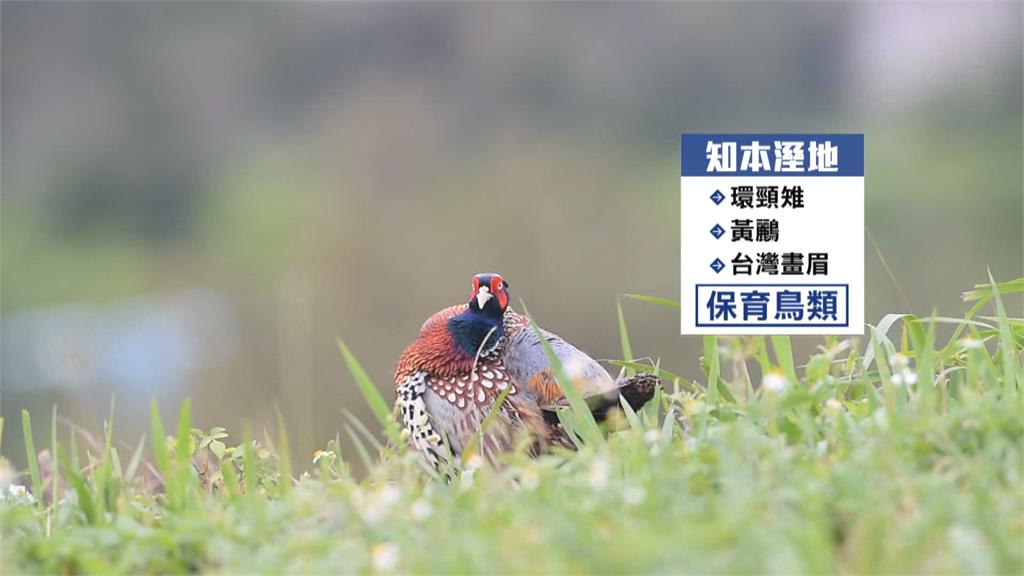 復育有成!白天才統計環頸雉數量 知本濕地傍晚大火恐影響生態