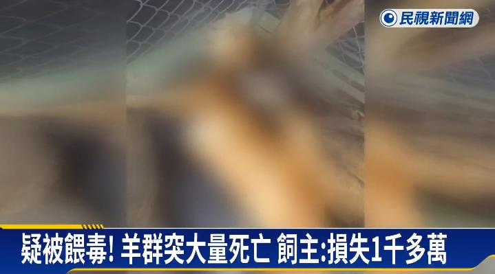 彰化120隻羊突集體「暴斃慘死」！飼主痛批「連懷孕母羊都不放過」行兇畫面曝光
