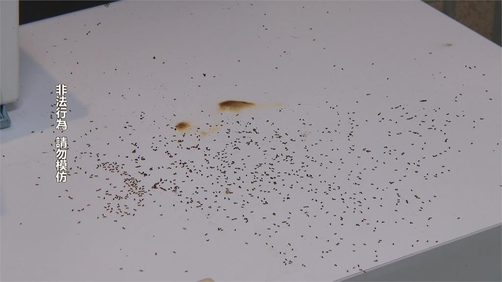 新北地院傳火警！　20歲女等通緝男友太無聊　竟「燒螞蟻」遭逮