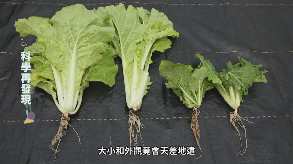 台灣七成土壤成酸性 鹼性肥料成解方