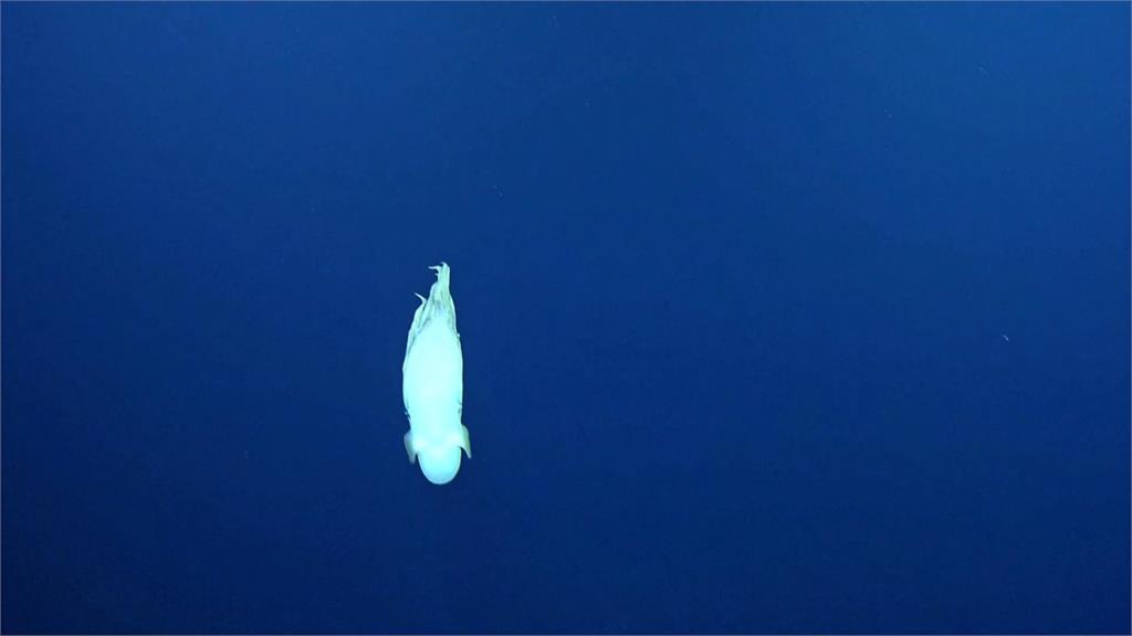 稀有生物「小飛象章魚」現身 可愛外表萌翻眾人