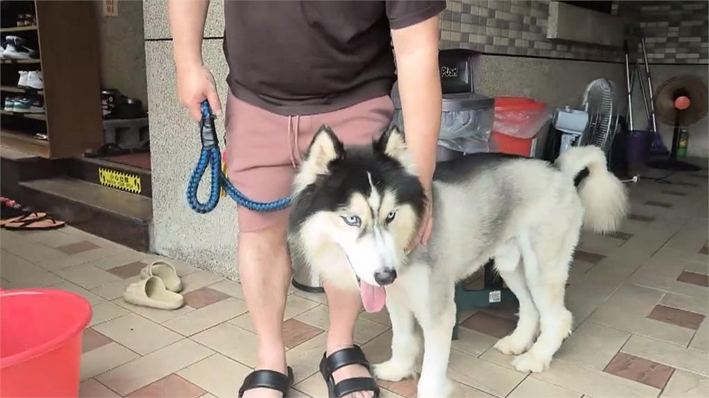 哈士奇慘遭皮卡車拖行　飼主澄清：意外非虐狗
