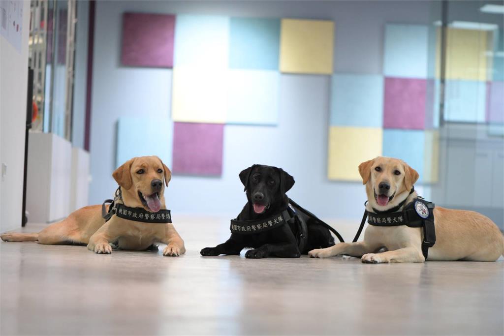 汪汪隊!桃園警犬隊正式成軍 張善政出席儀式授予犬階