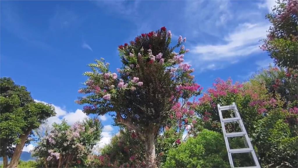 花海秘境美不勝收! 苗栗苑裡私人種植千株紫薇花園