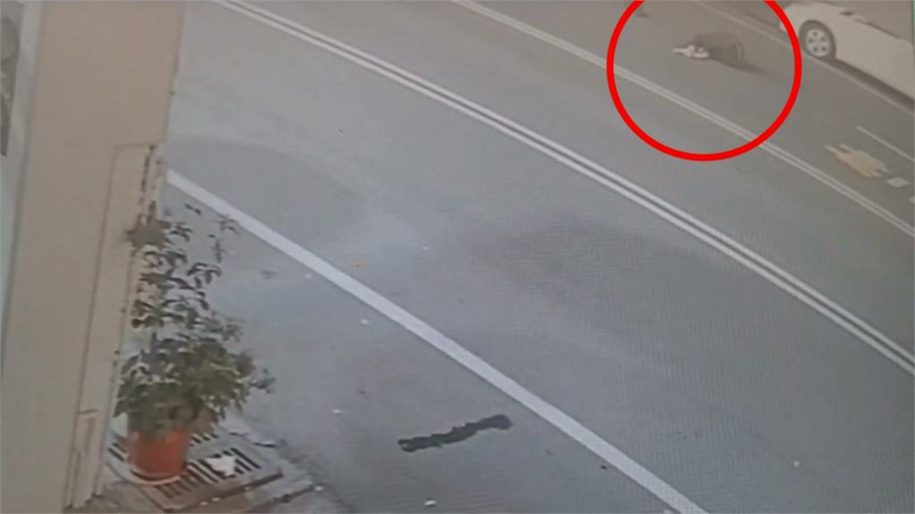 狗突然衝出來！騎士撞上摔車　黃狗翻滾數圈「逃逸」