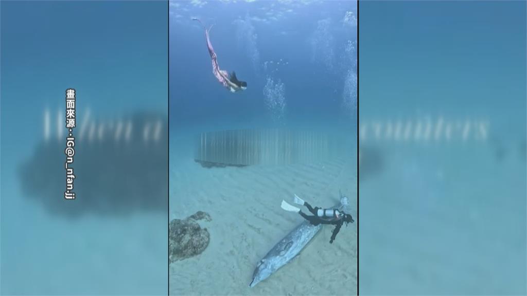 小琉球潛水客化身美人魚　１１米深海域遇罕見「喙鯨」躺海底亡