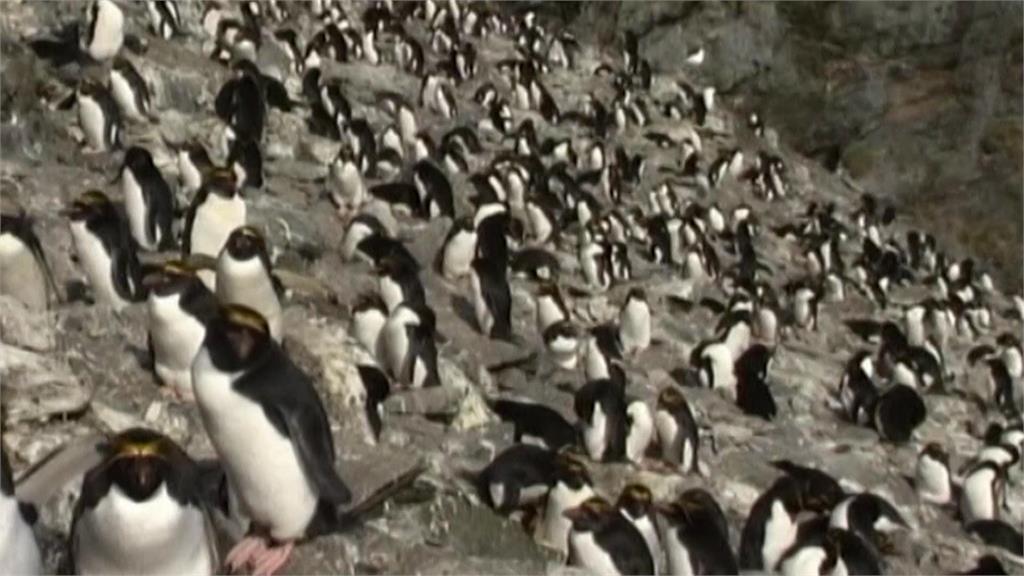 南極冬季海冰面積創新低　恐衝擊皇帝企鵝生存