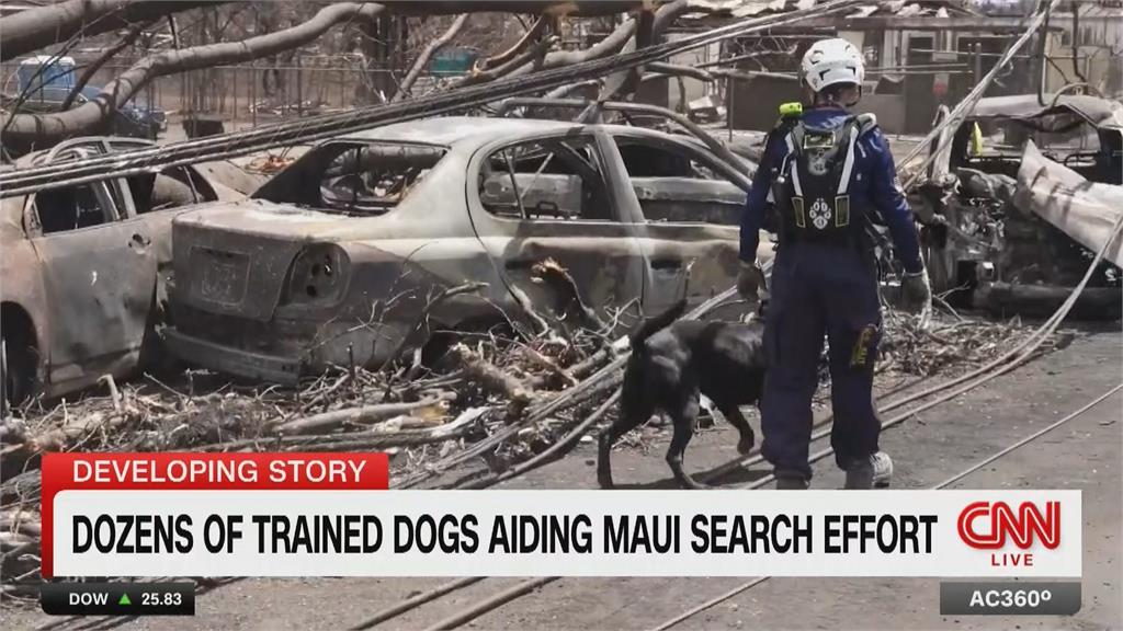 夏威夷野火上千人失蹤　「尋屍犬」踩炙熱高溫找遺體