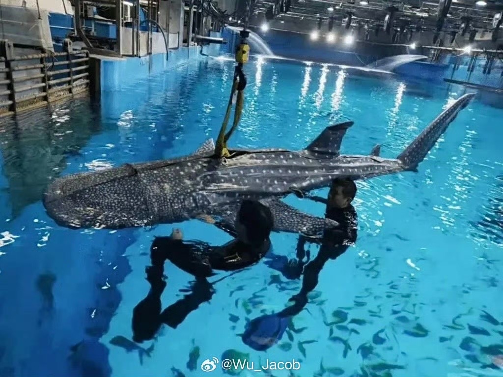 中國水族館遭爆詐騙看「機械鯨鯊」?遊客抓包「游泳姿勢假」怒轟:退票
