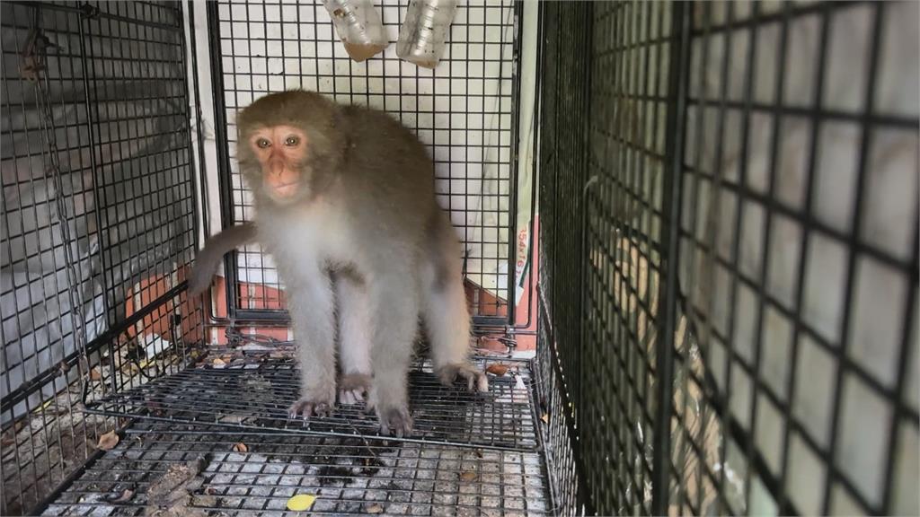 獼猴太多擾校園！中山大學設誘捕籠抓猴引質疑　校方：合法防衛權宜之計