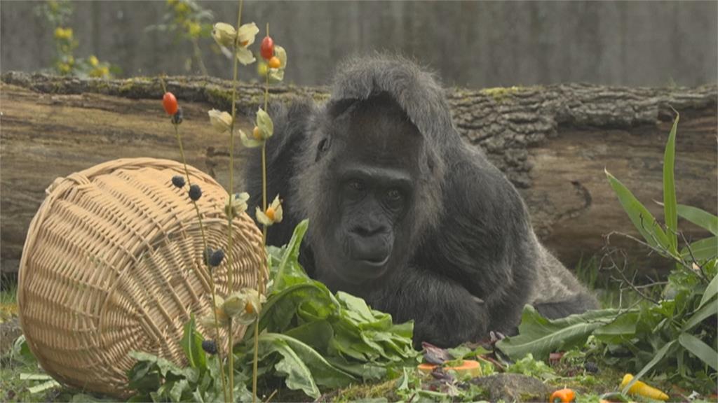 柏林動物園大猩猩66歲生日　多活20多年！牙齒快掉光胃口仍超好