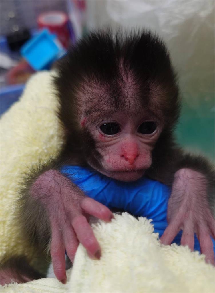 壽山台灣獼猴闖空門大鬧! 屋主持長棍威嚇竟反遭"巴頭"