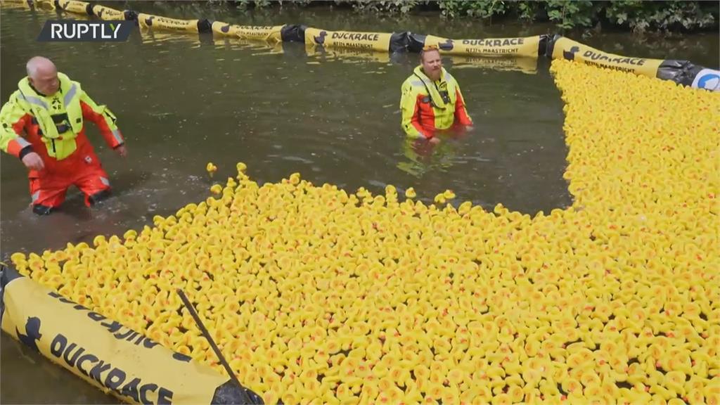 荷蘭黃色小鴨游泳競賽　數千隻一起丟運河上