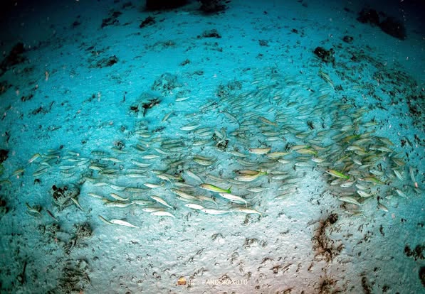 緬甸強震有前兆?泰學者驚見海底奇觀…魚群「集體躺平」疑避難
