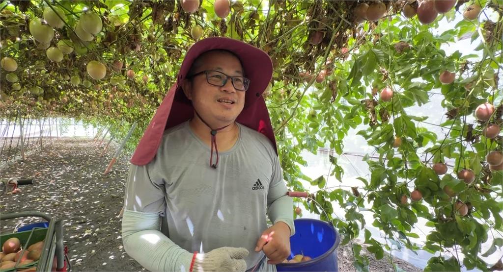 巴威逼近！　彰化雙色火龍果　百香果農　皆忙搶收：恐心血泡湯