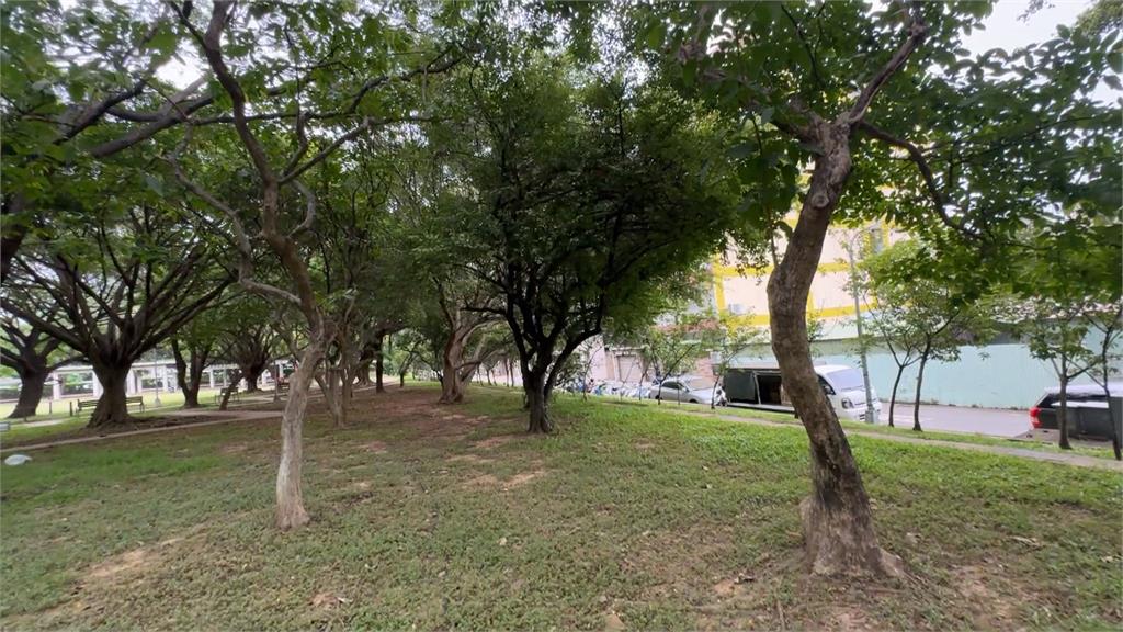 台中市西屯區世貿公園變「開心果園」 波羅蜜樹結實纍纍來採果?