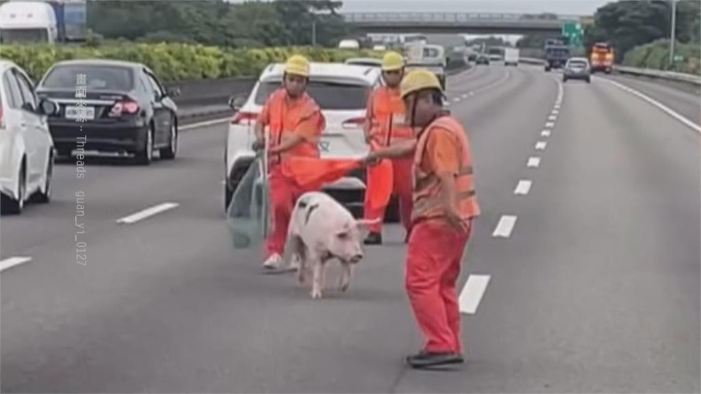 國道上有豬！　國1北上213公里掉落豬害車流回堵