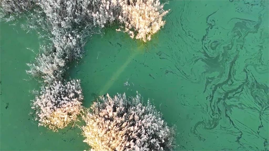 南非小紅鶴驚傳生存危機 因水污染棲息地僅存3個