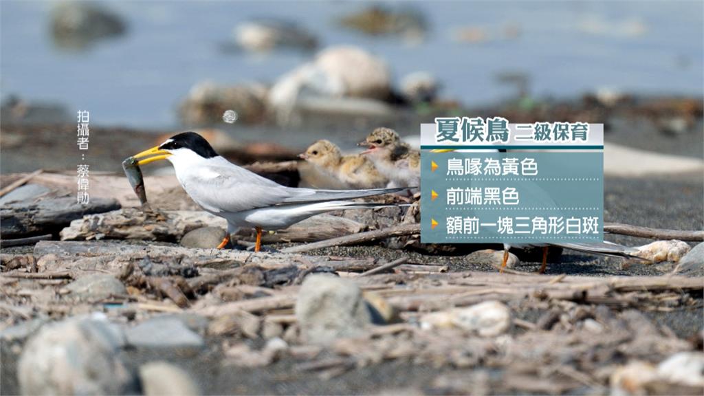 守護小燕鷗!憂河口工程侵害棲地 野鳥協會籲公私協力保育