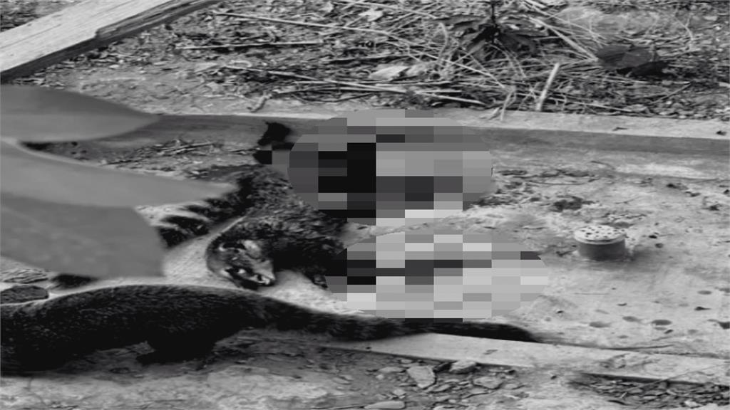 去年底才重開園 高雄壽山動物園長鼻浣熊遭同伴攻擊 傷重死亡