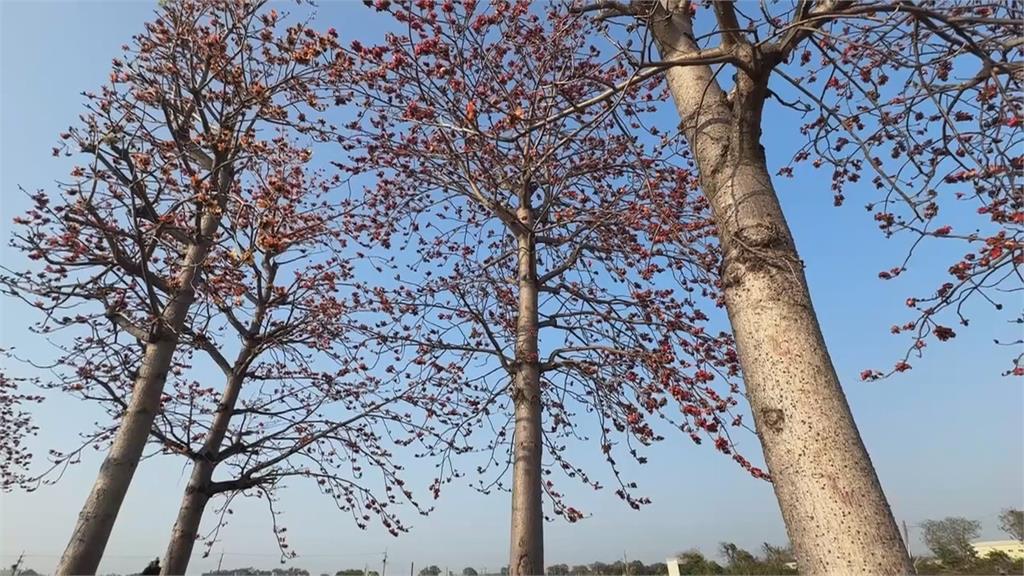 雲林美翻了！虎尾木棉花綻放「橘紅花海」　莿桐鄉「鳥巢樹屋」超夢幻