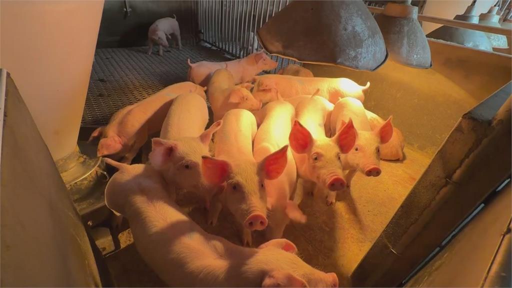 氣溫驟降冷吱吱！　豬仔、小雞養殖場抗寒大作戰