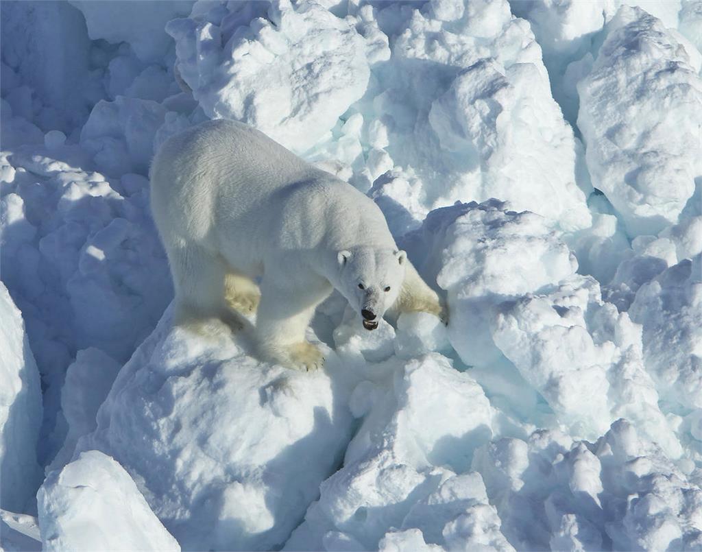 阿拉斯加村莊突遭北極熊闖入攻擊！1婦女1男童不幸喪命