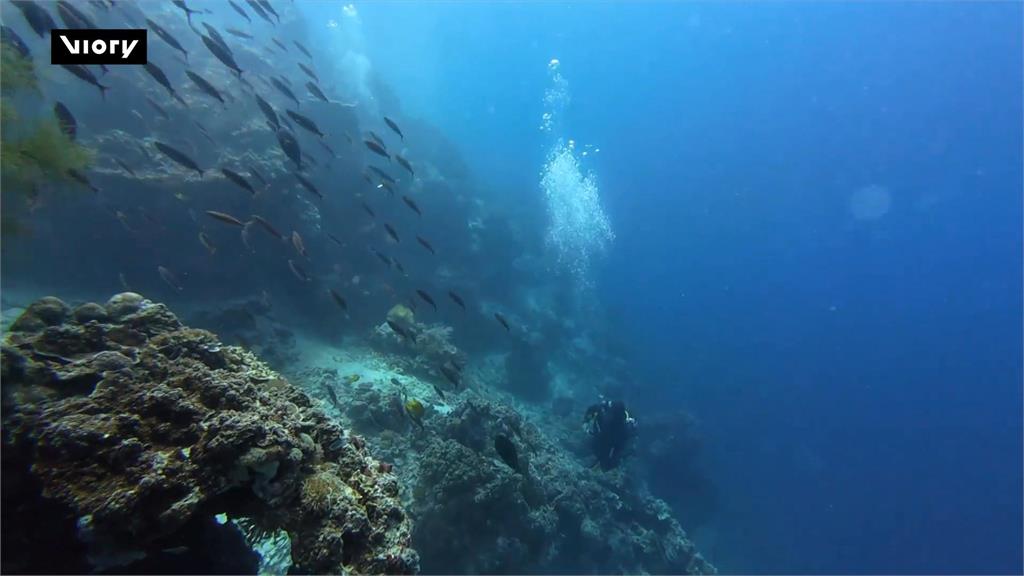 菲律賓小島推廣篝火潛水　浮游生物化身海裡繁星