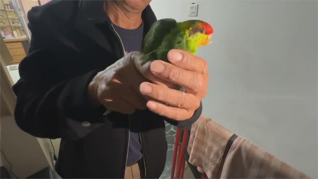 鸚鵡愛叫吵到鄰居! 飼主依社維法裁罰2千元