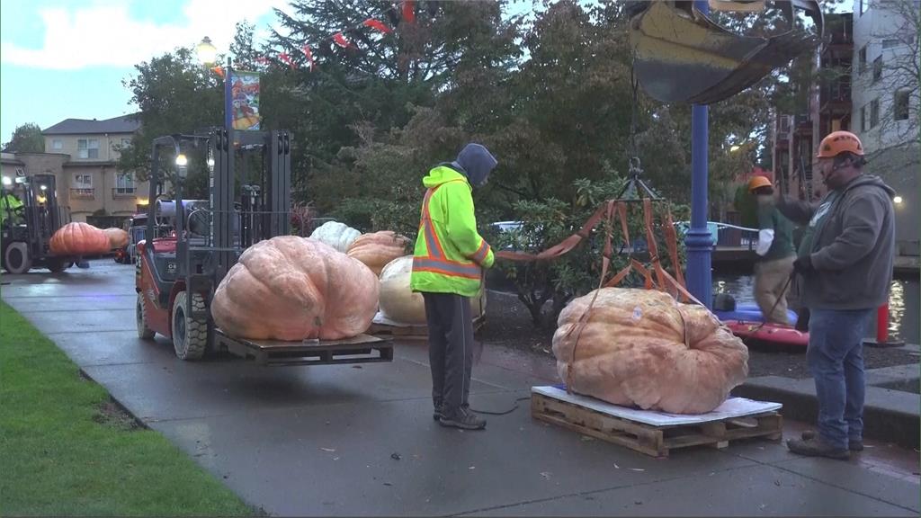 美國奧勒岡南瓜船比賽 參賽者划巨型南瓜拚速度