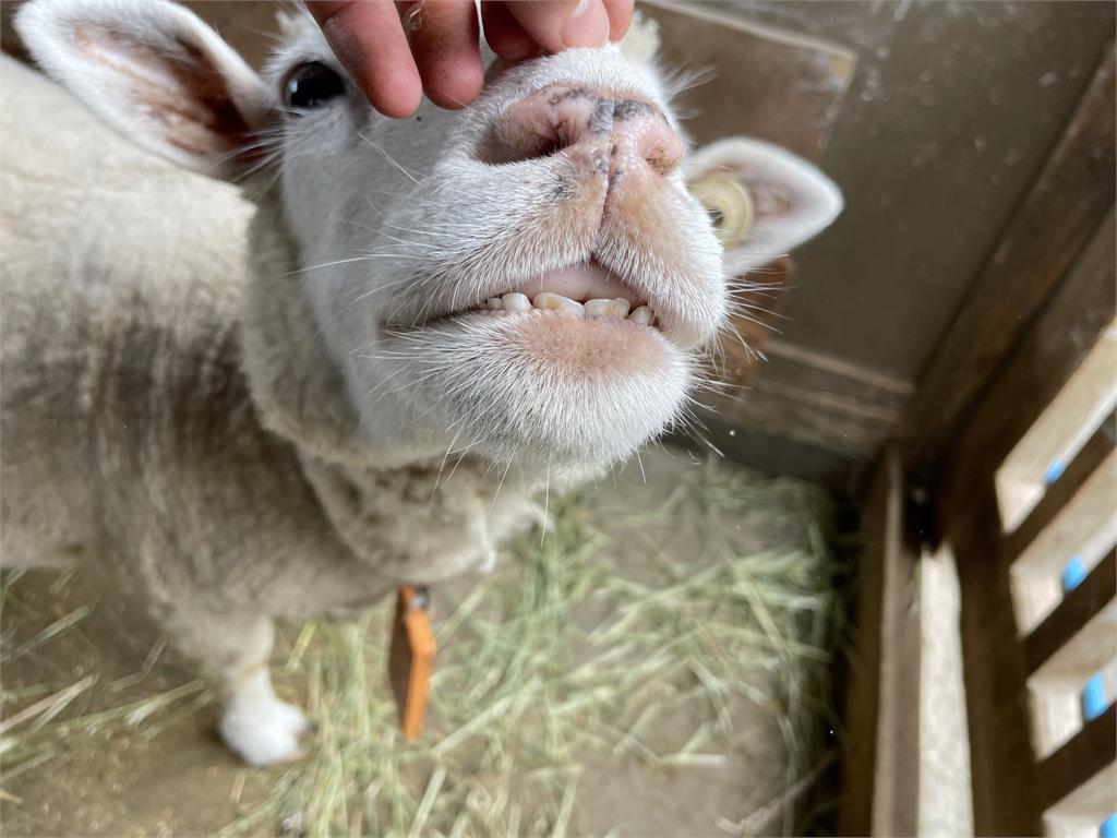  超級動物明星「無敵笑容」的綿羊見過嗎　超療癒的表情原來是這意思！