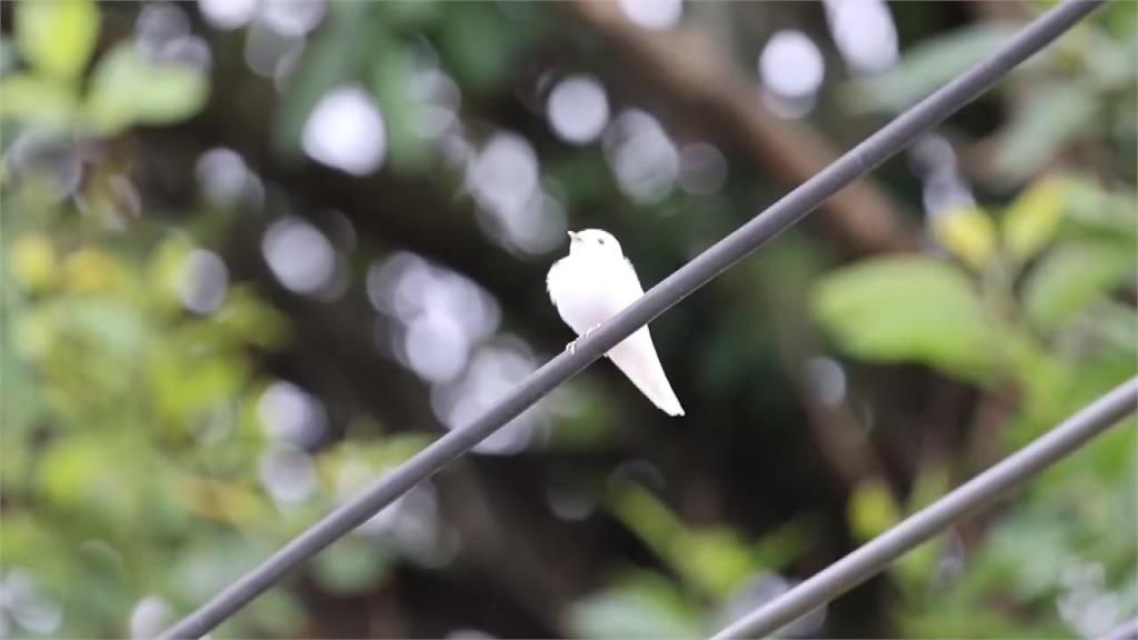 黑瞳白羽! 稀有白燕子現蹤苗縣銅鑼 愛鳥人士提醒"靜靜觀賞"