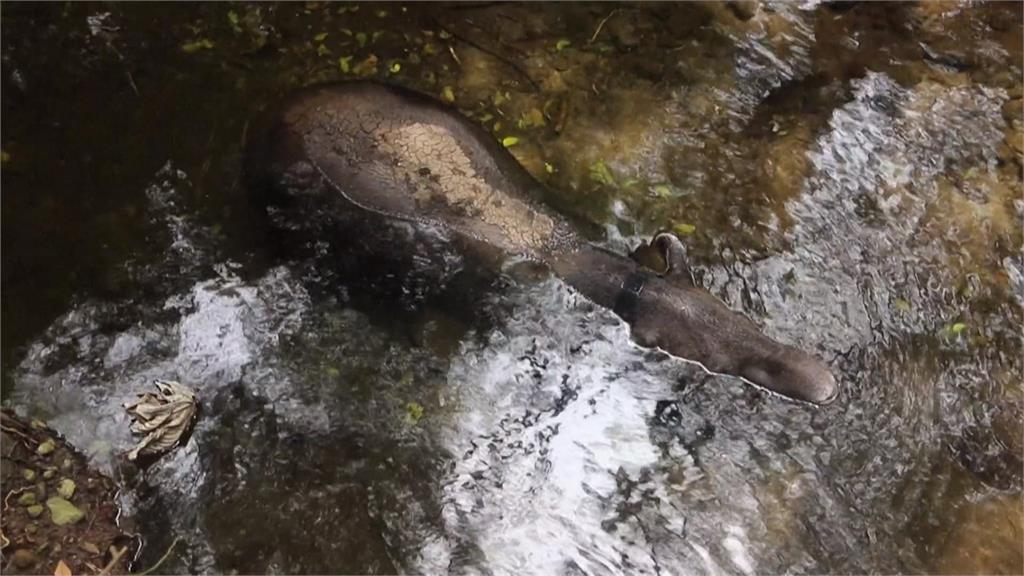 尼加拉瓜瀕危動物　當局野放7隻「中美貘」盼繁殖復育