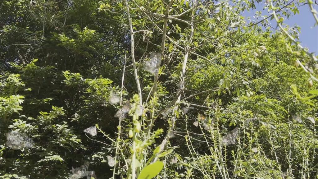 台東戒治所打造復育環境　種植「蜜源植物」吸蝴蝶停留
