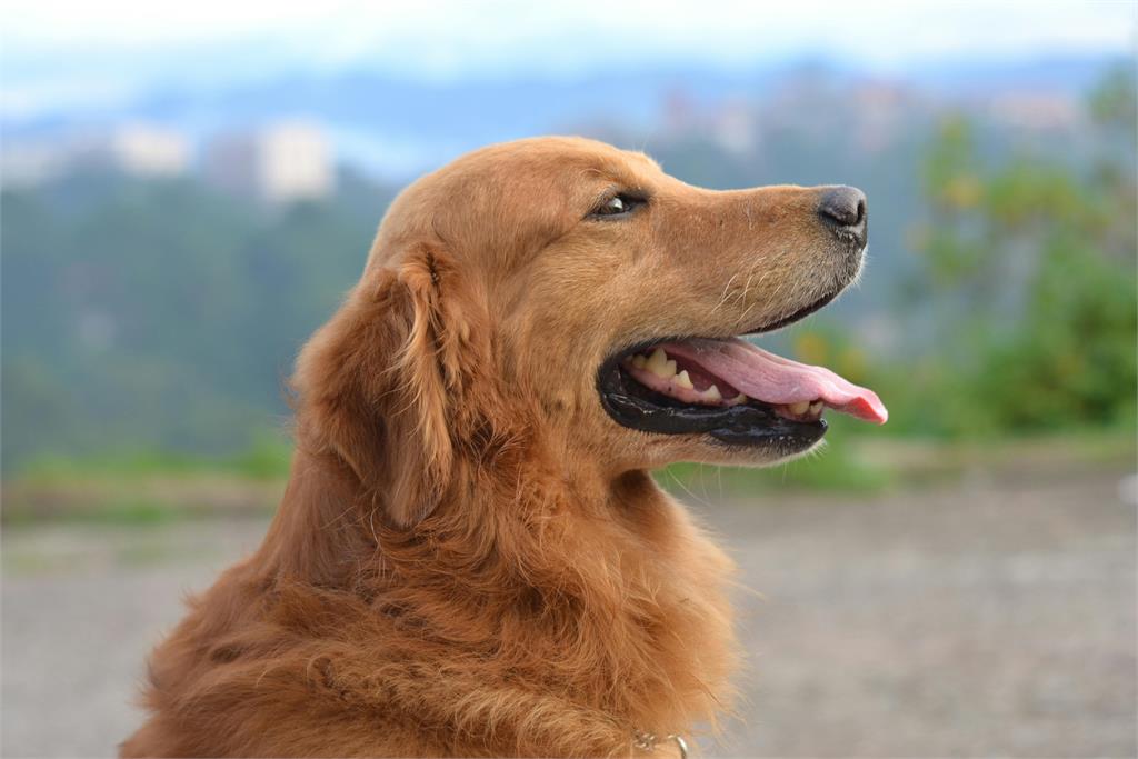 再遠也「咬」找到你!黃金獵犬遭棄養「狂追9天回家」負心飼主下場曝光