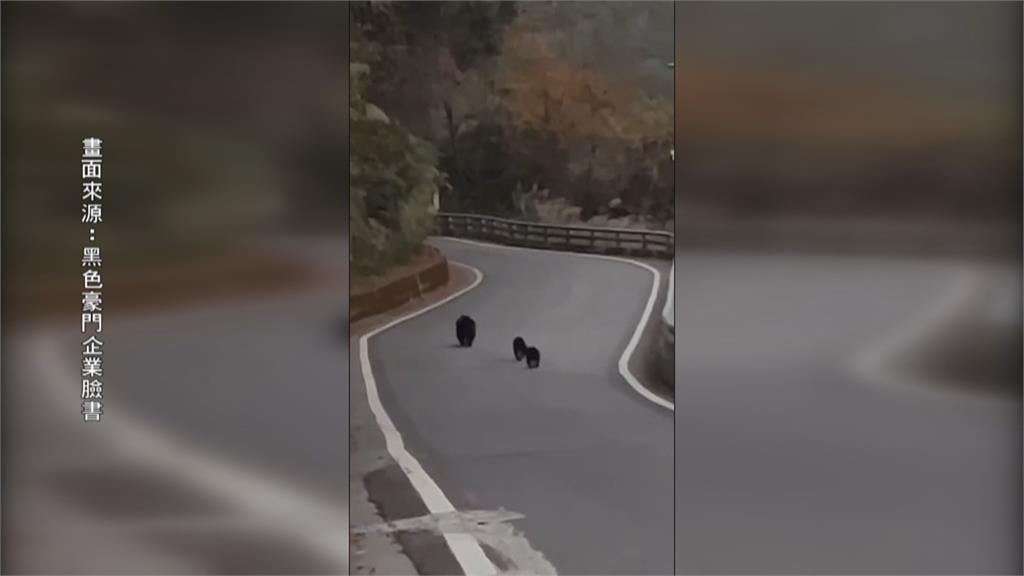 南橫公路「台灣黑熊」母子3熊逛大街　珍貴畫面曝光