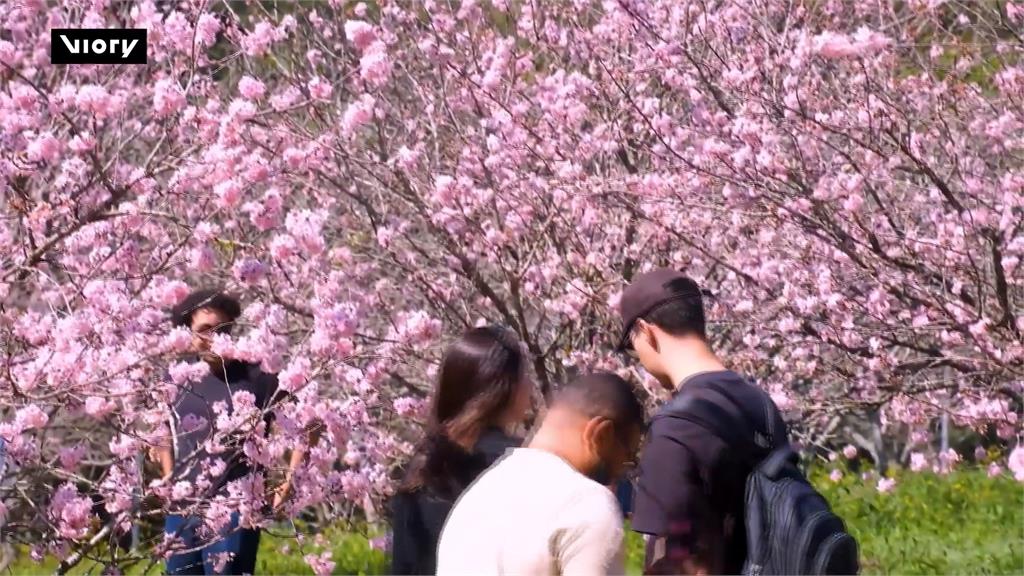 櫻花季開跑！巴西聖保羅繁花綻放　舉辦「文化盛會」入園賞花超愜意