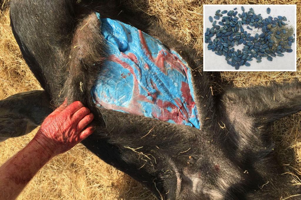 來自阿凡達的生物?加州驚見「藍肉野豬」專家揭原因示警:有毒勿食