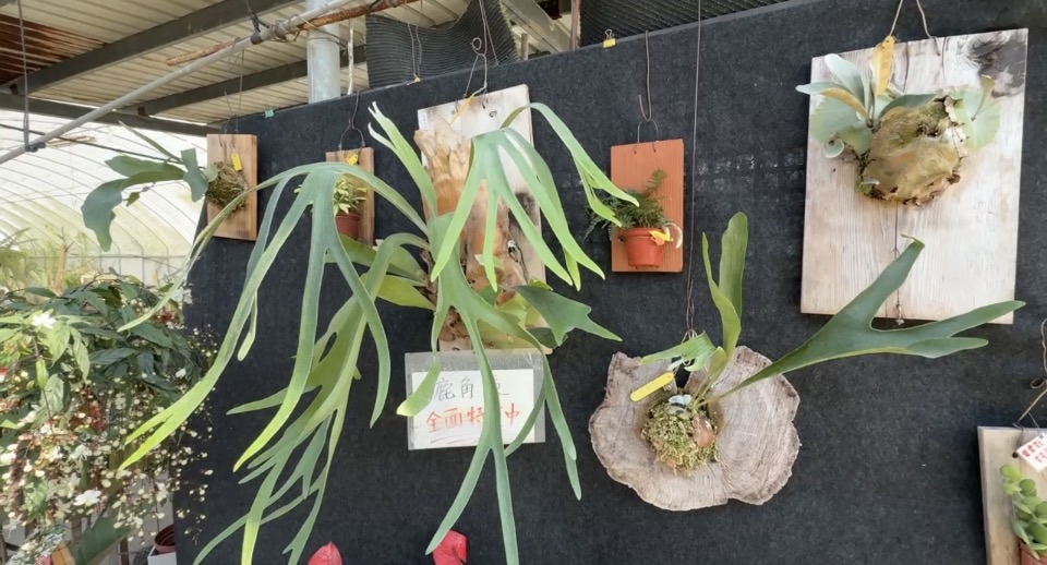 預期心理及氣候回暖影響　花市供貨量減１成採買要快