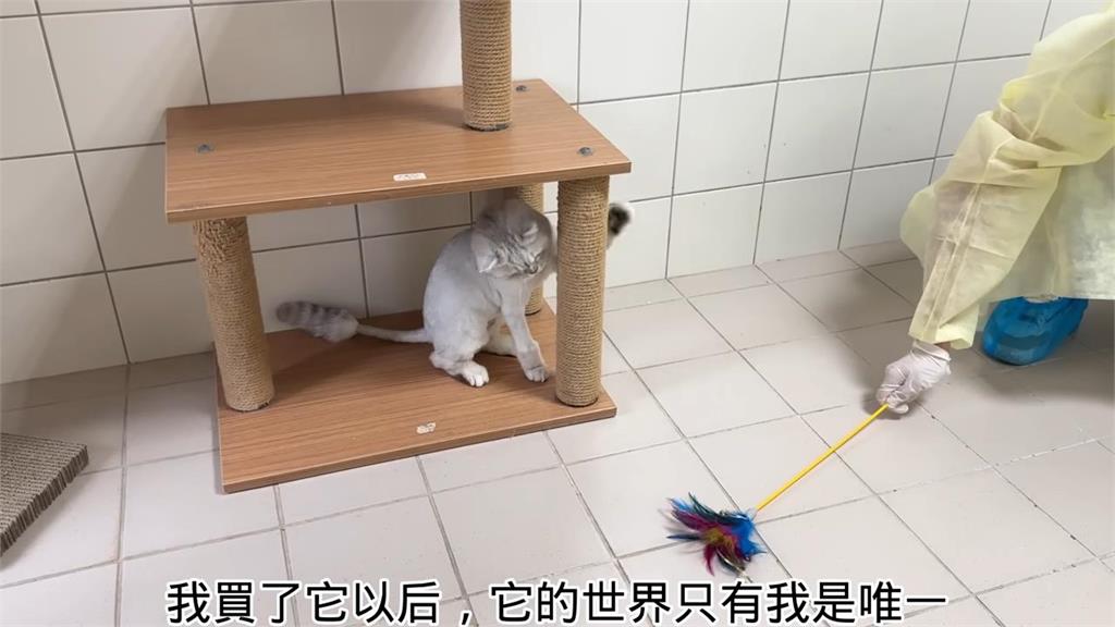 千里運毛小孩來台!被問「怎麼不重新再買」 中國美妻這樣回答感動網