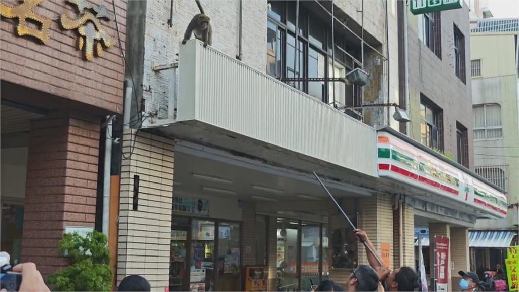 人猴對峙! 高雄市區"獼猴連3天逛大街" 遭麻醉槍捕獲