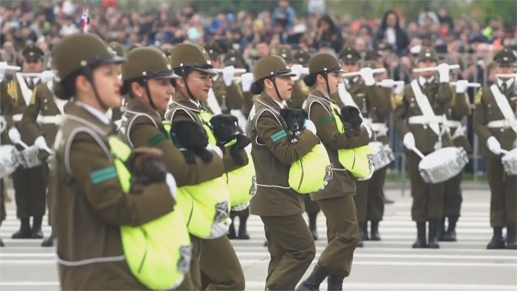 智利國慶閱兵「最萌軍團」　76隻警犬成全場焦點