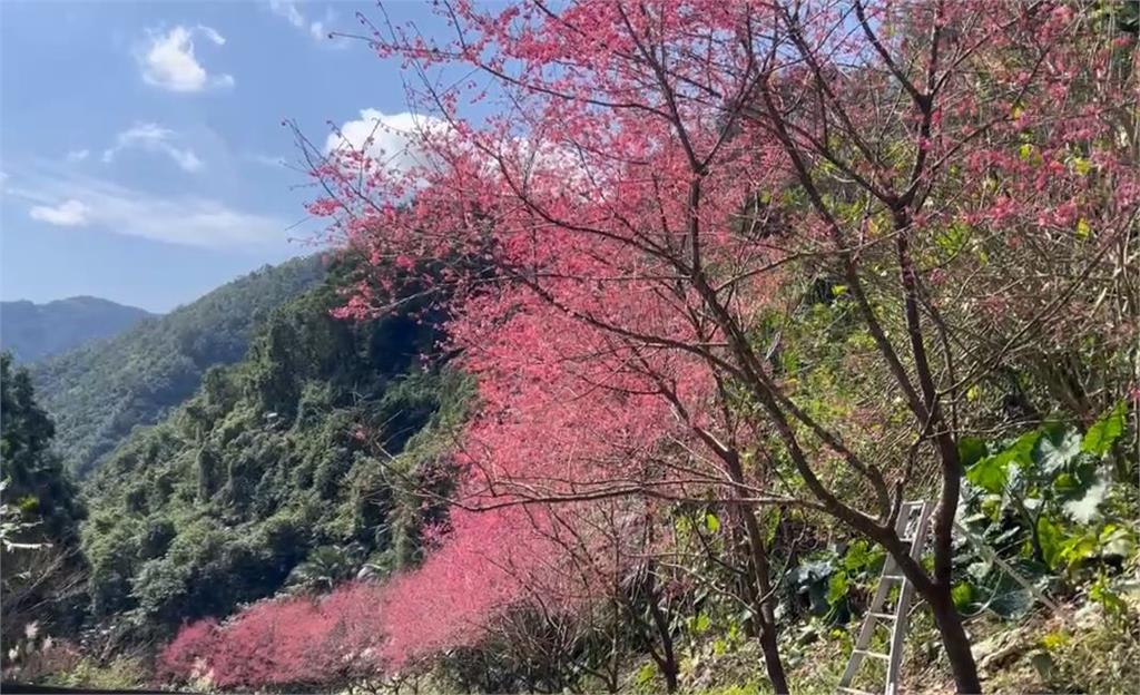 櫻花季開跑!宜蘭燈篙林道 滿山滿谷櫻花盛開超夢幻