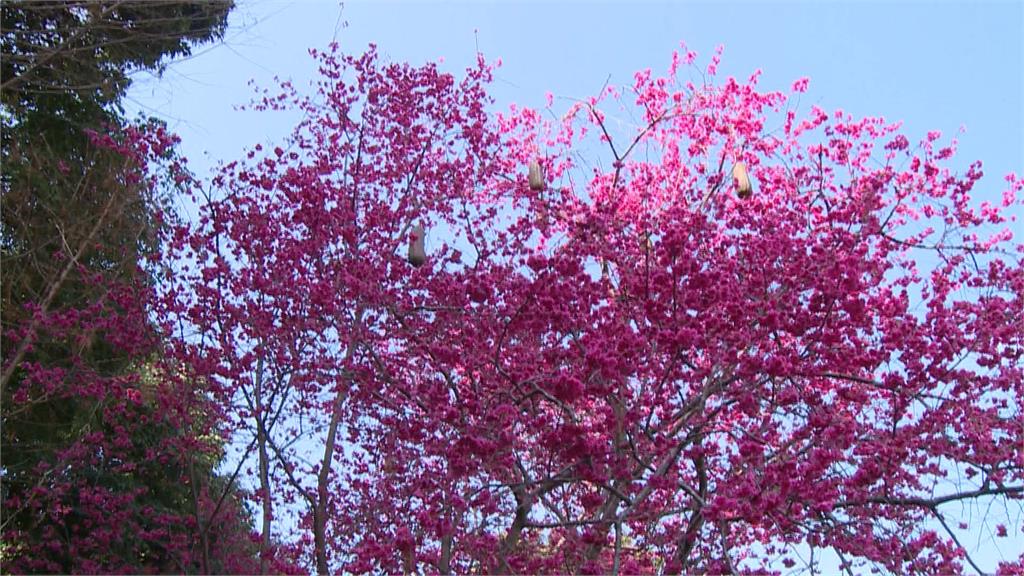 櫻花林驚見四顆大菜瓜 漏網之「瓜」藤蔓攀上樹