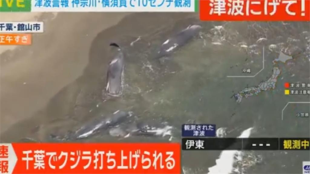 俄羅斯8.8強震影響?日本千葉海灘驚見「4頭巨大抹香鯨」集體擱淺