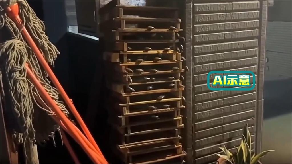 鶯歌壽司名店驚見蟑螂亂竄!新北衛生局將稽查食安