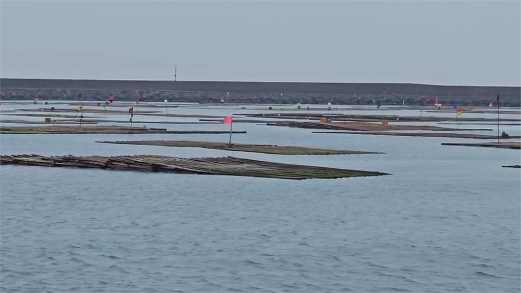 台南洋香瓜防颱！　瓜農們趕在風雨前搶收加固