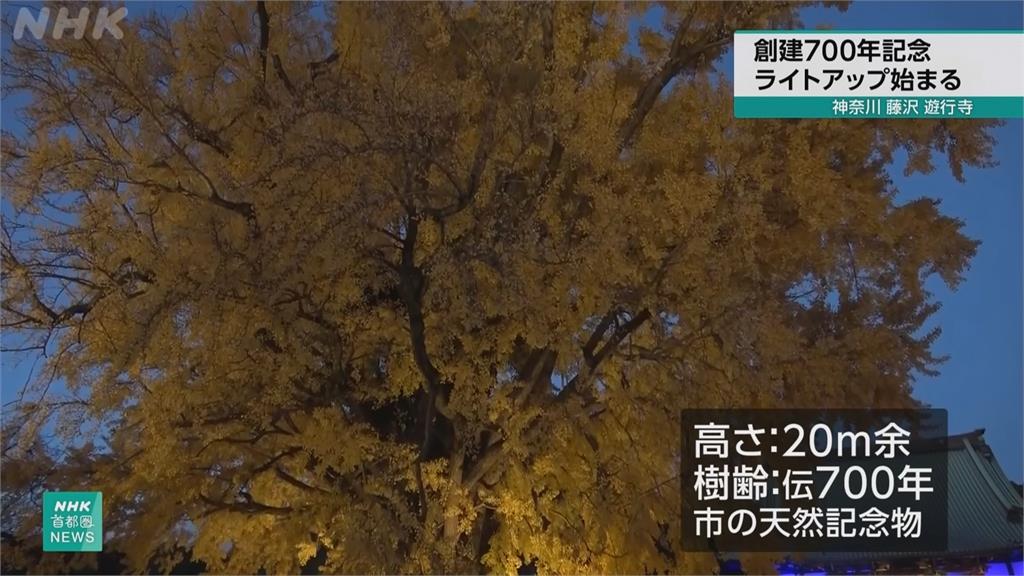 神奈川「遊行寺」700週年點燈 700歲大銀杏更顯雄偉